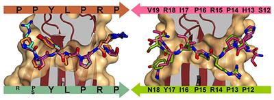 (Re)Defining the Proline-Rich Antimicrobial Peptide Family and the Identification of Putative New Members